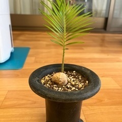 ソテツ　実生苗　観葉植物