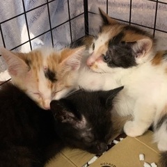 子猫2ヶ月くらい