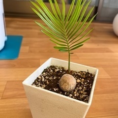 ソテツ　実生苗の鉢植え　観葉植物