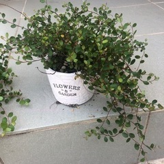 ワイヤープランツ