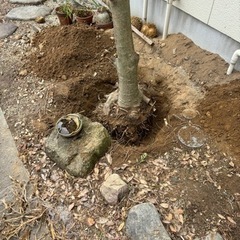 木の抜根　おまかせください。