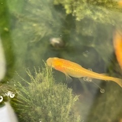 2025夏より再開します。
❗️メダカの卵　東天光（楊貴妃）100個の画像
