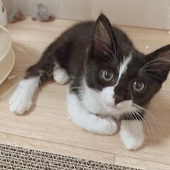 ☆とても可愛い～いつもご機嫌なハチワレの男の子をもらってください☆