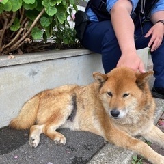 迷い犬、飼い主見つかりました！