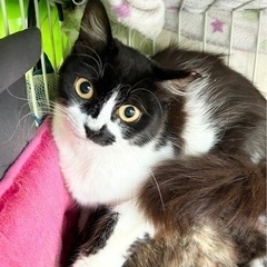 🐈‍⬛ふわふわ長毛はなちゃん🐈‍⬛