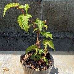 木苺　モミジイチゴ苗