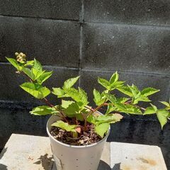 ブラックベリー トリプルクラウン苗