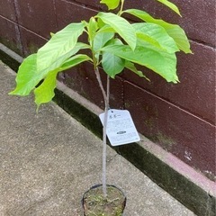 幻のフルーツ ポポー 苗木 植物苗　大人気の画像