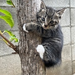 里親募集