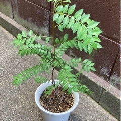 無農薬 山椒苗 ハーブ 植物苗 ♡和ハーブ♡