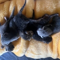 子猫 産まれたて