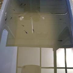 メダカ　オロチロングフィン稚魚の画像