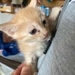 里親さん決定しました。