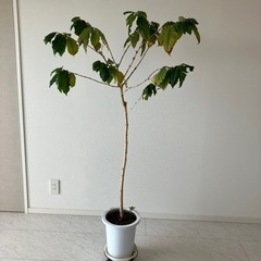 生活雑貨 家庭用品 ガーデニング