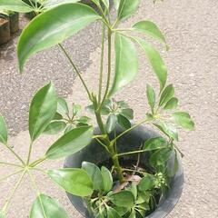 【お話し中】カポック (大) 苗木 観葉植物 ガーデニング 園芸...