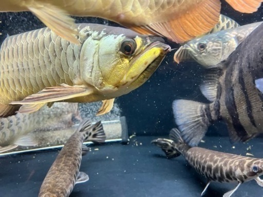 (話中)　熱帯魚　アロワナ　水槽　2