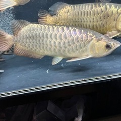 熱帯魚　アロワナ　水槽　3