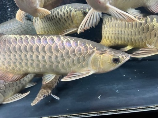 熱帯魚　アロワナ　水槽　3