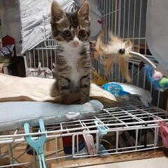 里親募集します