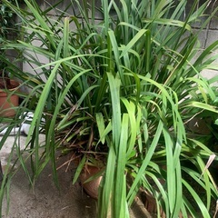 シンビジューム　植木