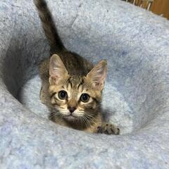 里親様きまりました　子猫ちゃん3ヵ月