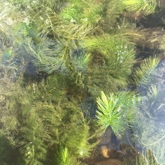 水草　金魚藻　マツモ
