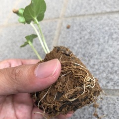 小松菜　種　苗　販売　コマツナの画像