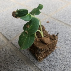 小松菜　種　苗　販売　コマツナの画像