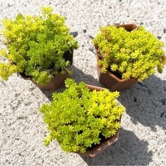 多肉植物　ミニ植木鉢ごと‼️