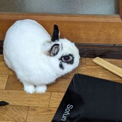 ネザーランドドワーフ お話中