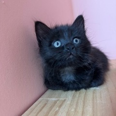 【お話中】黒猫長毛　男の子