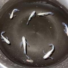 メダカ　天女の舞（松井ヒレ長）　幼魚サイズ10匹
