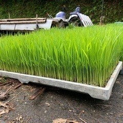 田植え等　何でも手伝い　日給10800円　6月17日〜22日　鹿児島　薩摩半島限定 - 鹿児島市