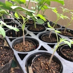野菜苗10本【このセットでは6/13まで】の画像