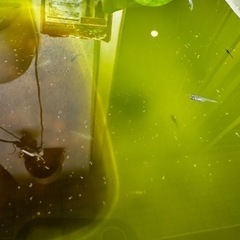 メダカ 稚魚10匹