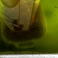 メダカ 稚魚10匹の画像