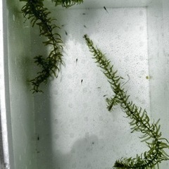 メダカ 稚魚10匹の画像