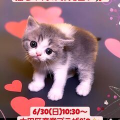 6/30(日)譲渡会。 生後2か月長足マンチカン♂(⋈◍＞◡＜◍...