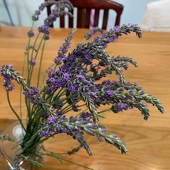 ラベンダー差し上げますの画像