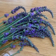 ラベンダー差し上げますの画像