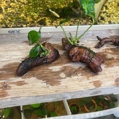 アヌビアスナナ流木の画像