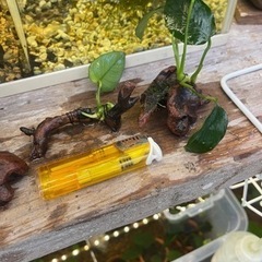 アヌビアスナナ流木の画像