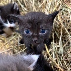 子猫 - 猫