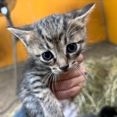 子猫 - 苫小牧市