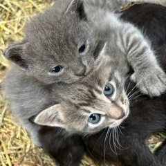 子猫