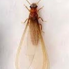 こんな虫を最近見ませんでしたか？白アリ予備軍です。