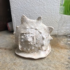 貝殻の画像