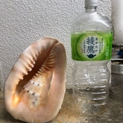 貝殻の画像