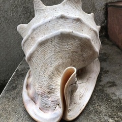 貝殻の画像