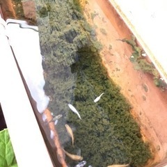 ミックスメダカ20匹の画像
